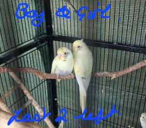 Baby Budgies for Sale