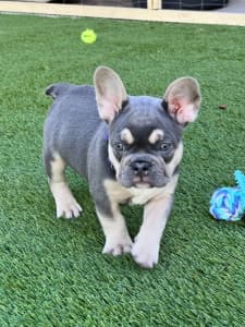 French Bulldog Lilac & Tan Puppy PRICE REDUCED 