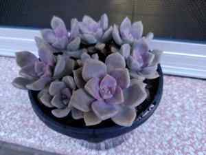 Pot of Purple Delight succulent plants in a 150mm ( 15cm) wide pot