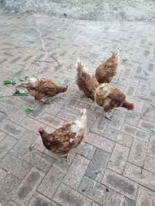 egg laying chickens for sale