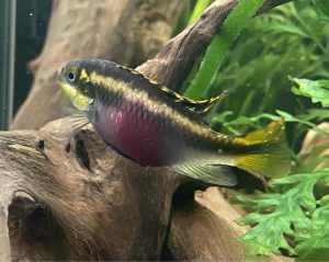 Kribensis breeding pairs - beautiful colours aquarium tropical fish