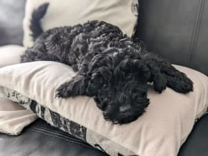 Toy Poodle Black Male Puppy Ready for New Home