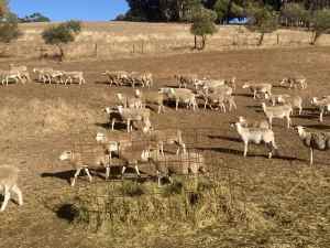 Dorper x flock - ewes, lambs, rams, wethers.