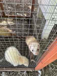 Ferrets, babies and adults