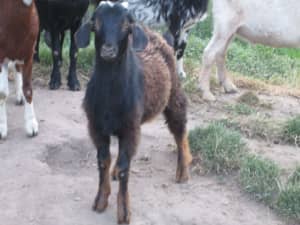 1 Dozen goats all ages.From $90 each. Goat Destocking Sale. Ballarat.