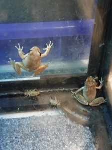 Stony Creek Frogs