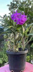 Extra large flowering Orchid