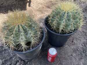 Blue barrel cactus