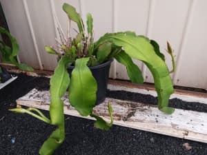 White epiphyllum / Orchid cactus in 200mm pot