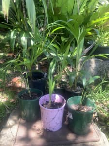 Kentia palm seedlings