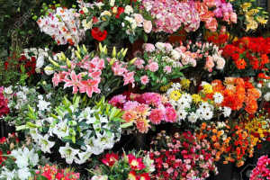 Low Price Florist Business for sale