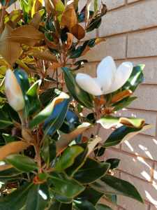 Magnolia little gem outdoor plants over 2 meter tall 
