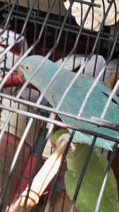 2 male and female ringnecks 