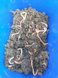 Worms for farm- red wrigglers $10