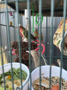 3 little love bird’s looking for a forever home