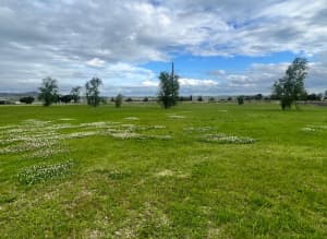 3.5 acres of agistment land available for lease at Westbrook