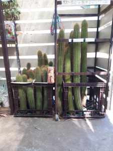 Golden Torch Cactus Pieces $5 - $30 3 for price if 2