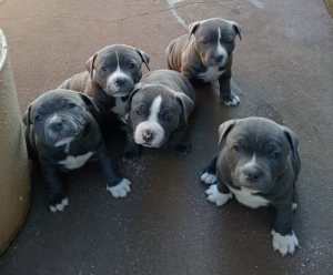 ALL SOLD Purebred Blue English Staffy Puppies