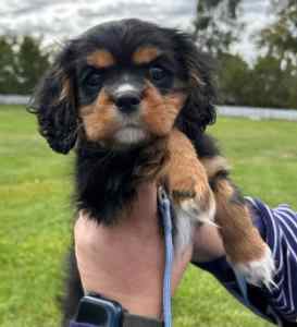 One Cavalier King Charles puppy ready for their new home!