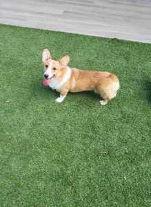 Two year old female Corgi looking for a forever home