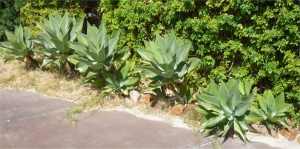 5 LARGE AGAVES $25 THE LOT YOU REMOVE