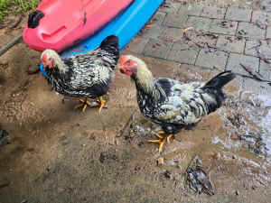 2 Silver Laced Wyandotte roosters to good home