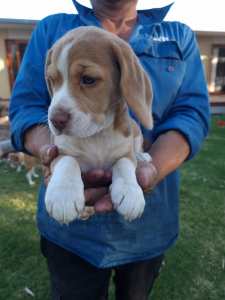 Pure-bred pedigree beagle puppies