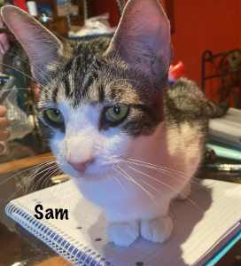 Sam - Perth Animal Rescue Inc vet work cat/kitten
