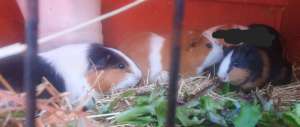 Pet guinea pigs