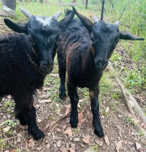 Australian Miniature Goats - three months old