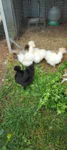 Silkies Hens and Roosters for sale
