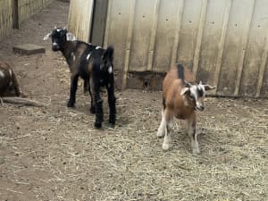 Australian miniature X Pygmy Goats