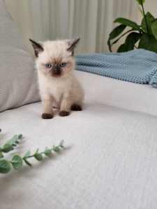 Beautiful Ragdoll x British shorthair kittens 