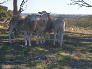 Four 2022 Wiltipoll rams for sale