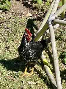 4 month old Ancona Rooster