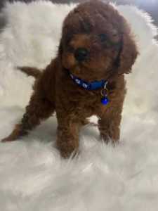 Toy Ruby Cavoodle Puppies