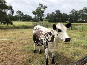 F1 Speckled park heifers in calf to registered leopard specklebull