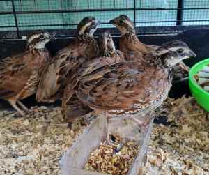Bobwhite quails ONLY MALES AVAILABLE 