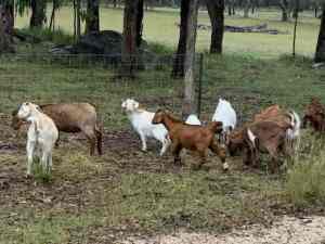 Rangeland goats mixed age