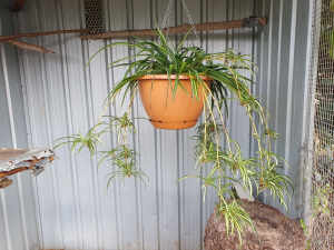 Spider plant, Ribbon plant established in a 26cm diameter hanging pot