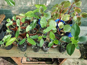 Various indoor/outdoor plants 