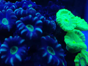 Coral Reef Aquarium Shut Down 
