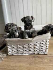 Purebred Mini Schnauzer puppies