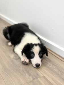 Purebred border collie puppies ready for new homes