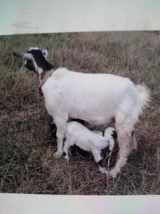 miniature Goats for sale does and kidskids sold