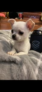 PUREBRED CHIHUAHUA PUPPIES (Ready To Go 10th February 2024)