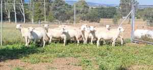 Australian white ewes