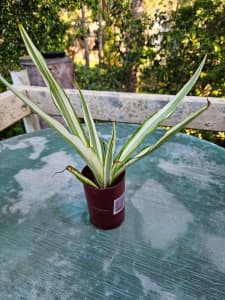 Wanted: Agave - Century plant for sale