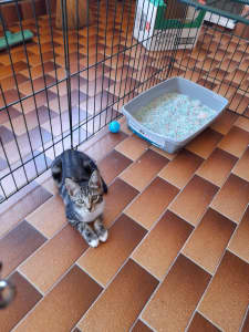 16 Week Old Tabby Kitten, Chipped, Wormed and Vaccinated