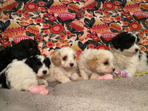 Cavoodle puppies! Cute, fun, family friendly!